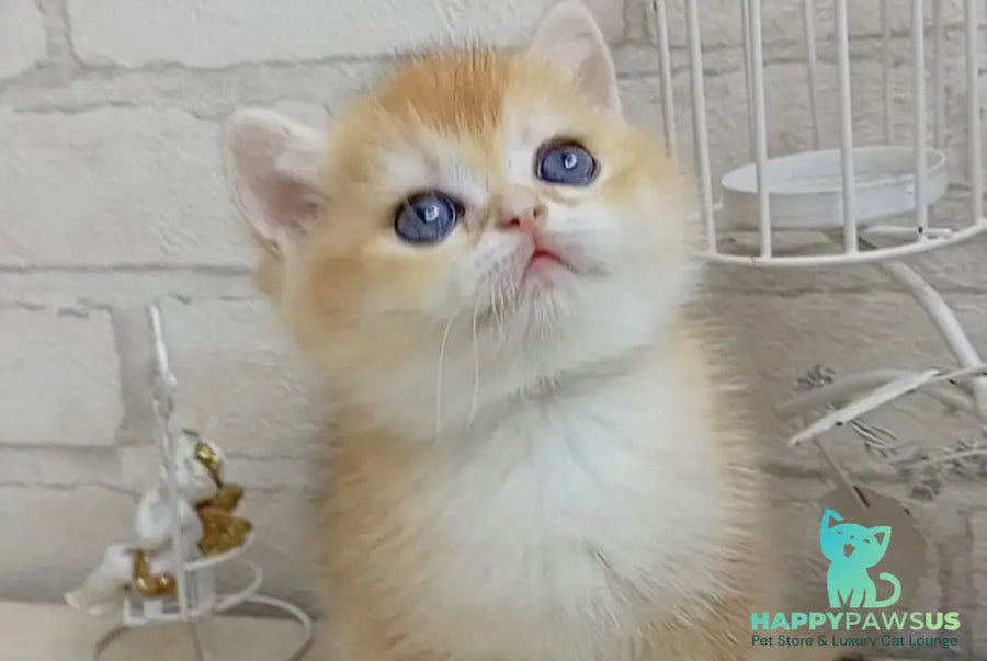 Marsi British Shorthair male black golden chinchilla - live animals