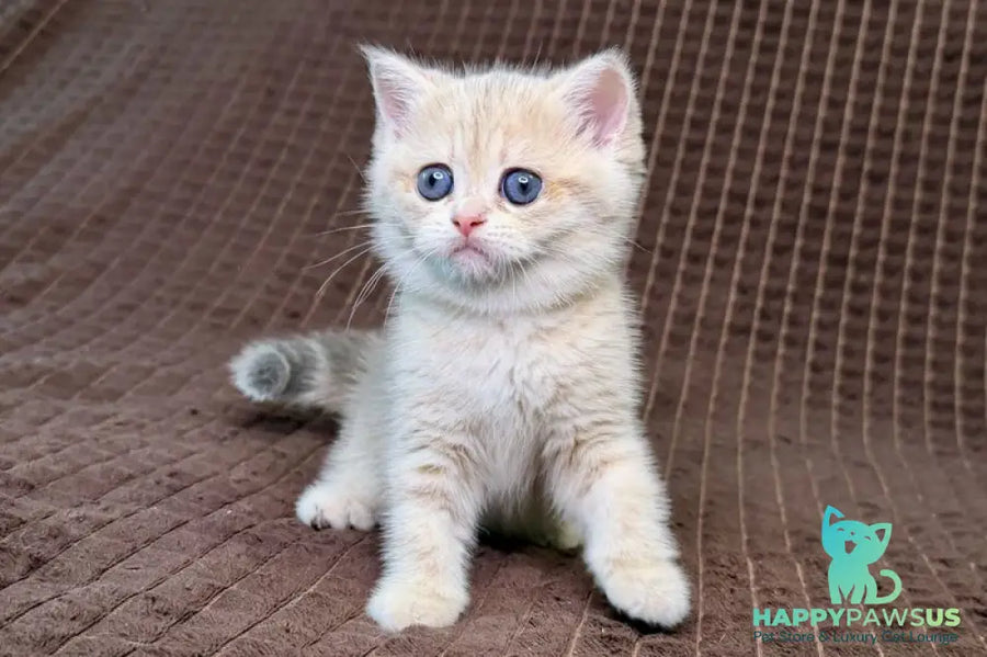 Marsi Munchkin female blue golden tabby - live animals