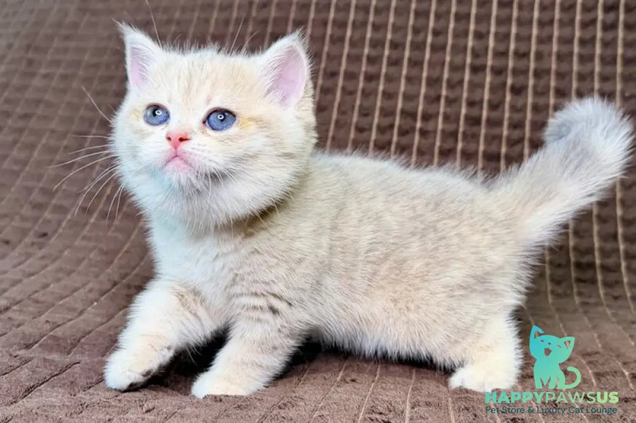 Marsi Munchkin female blue golden tabby - live animals