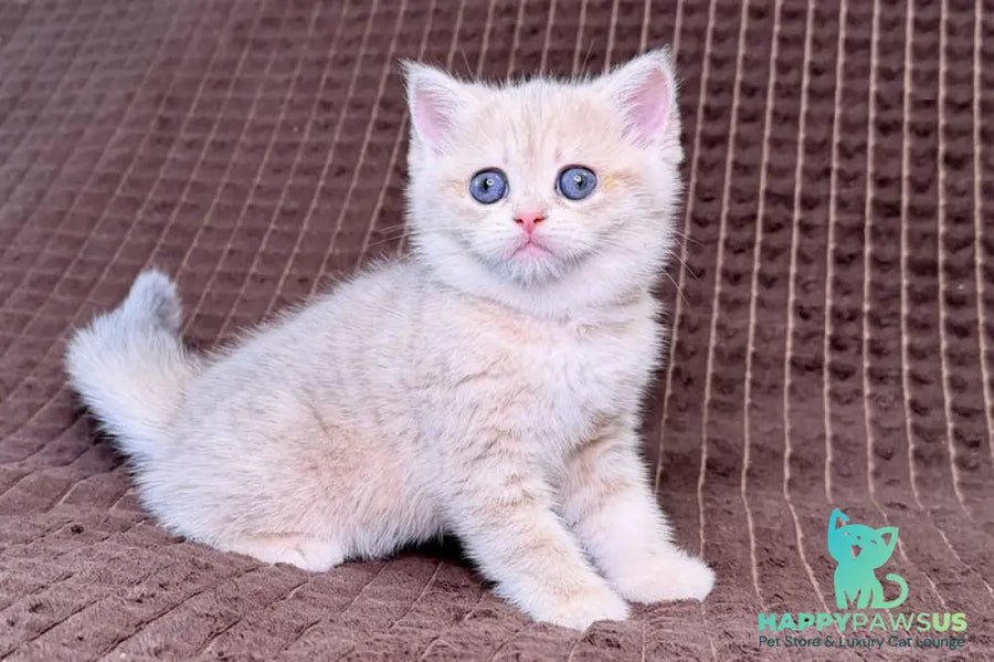 Marsi Munchkin female blue golden tabby - live animals