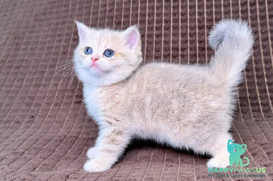 Marsi Munchkin female blue golden tabby - live animals