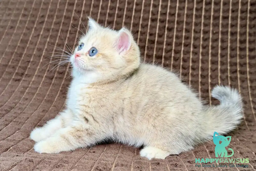 Marsi Munchkin female blue golden tabby - live animals