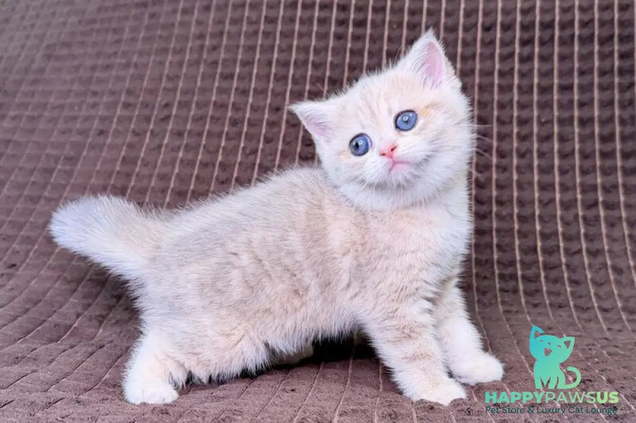 Marsi Munchkin female blue golden tabby - live animals