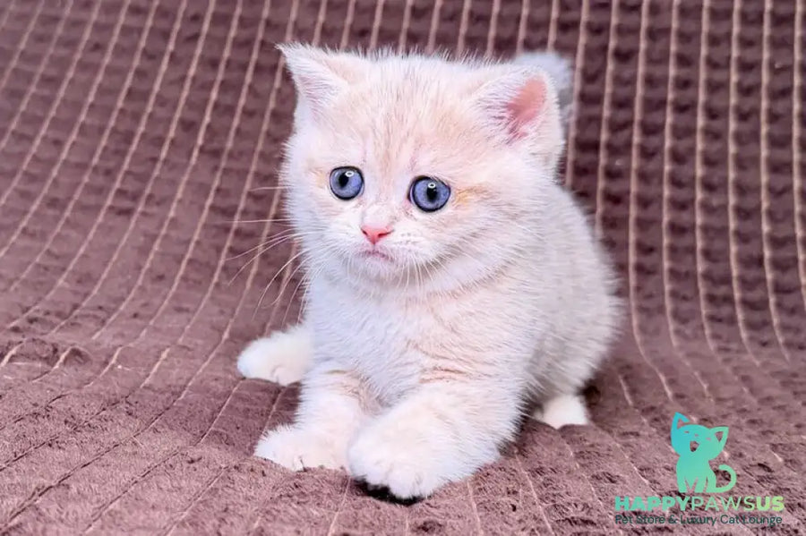 Marsi Munchkin female blue golden tabby - live animals