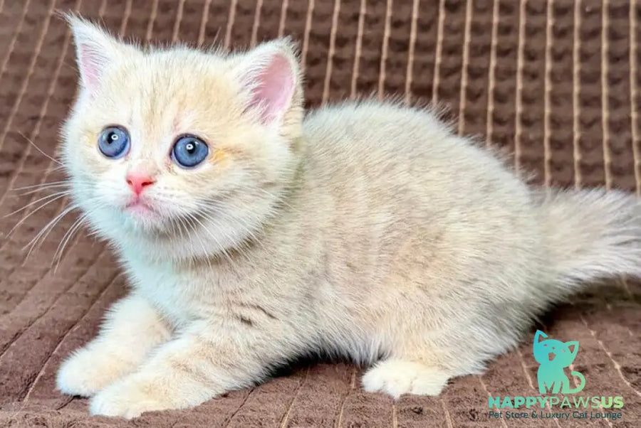 Marsi Munchkin female blue golden tabby - live animals