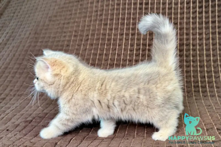 Marsi Munchkin female blue golden tabby - live animals