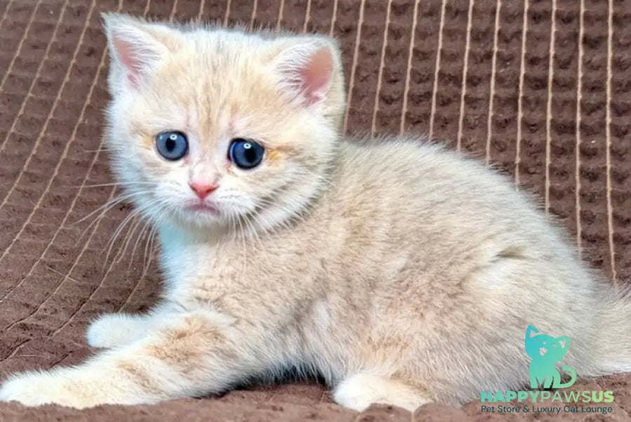 Marsi Munchkin female blue golden tabby - live animals