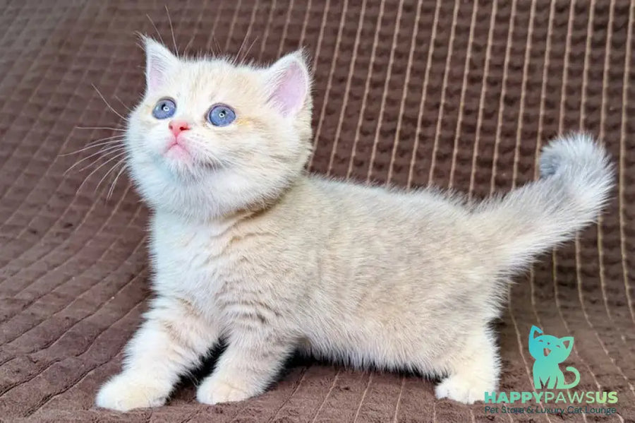 Marsi Munchkin female blue golden tabby - live animals