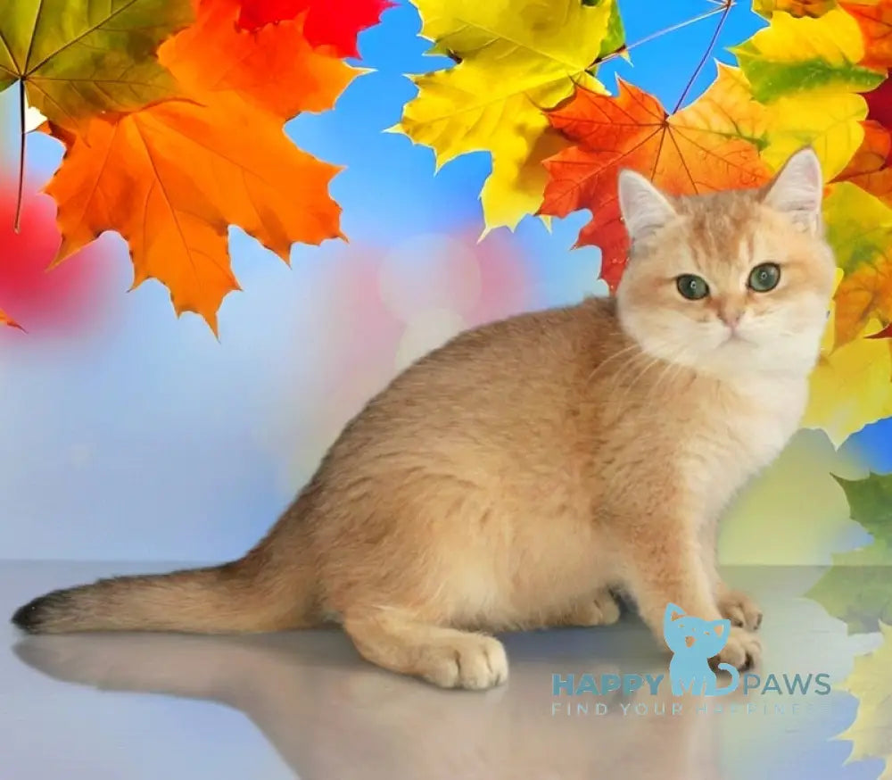 Marsik British Shorthair male black golden shaded live animals