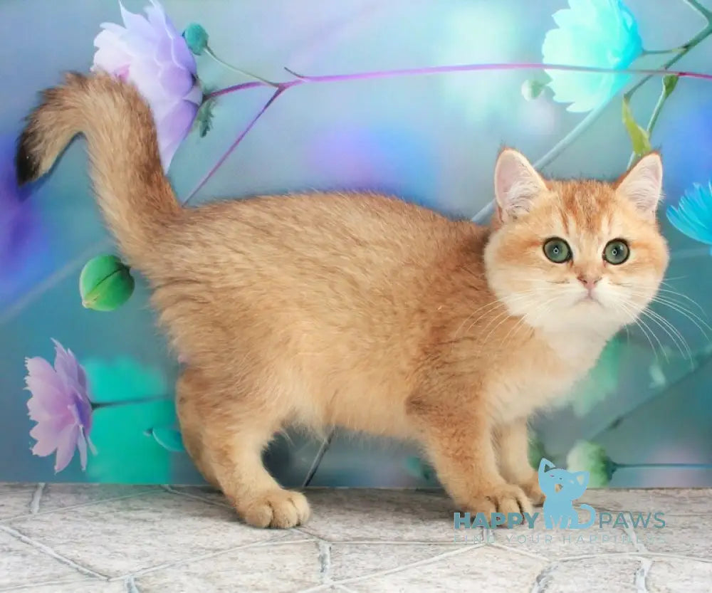 Marsik British Shorthair male black golden shaded live animals