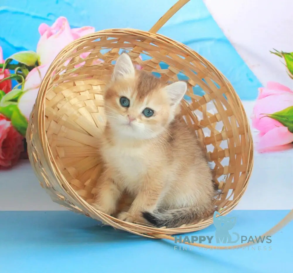 Marsik British Shorthair male black golden shaded live animals