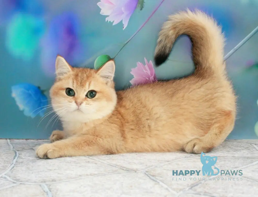 Marsik British Shorthair male black golden shaded live animals