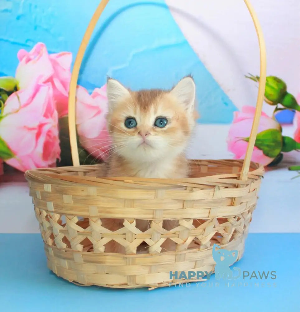 Marsik British Shorthair male black golden shaded live animals