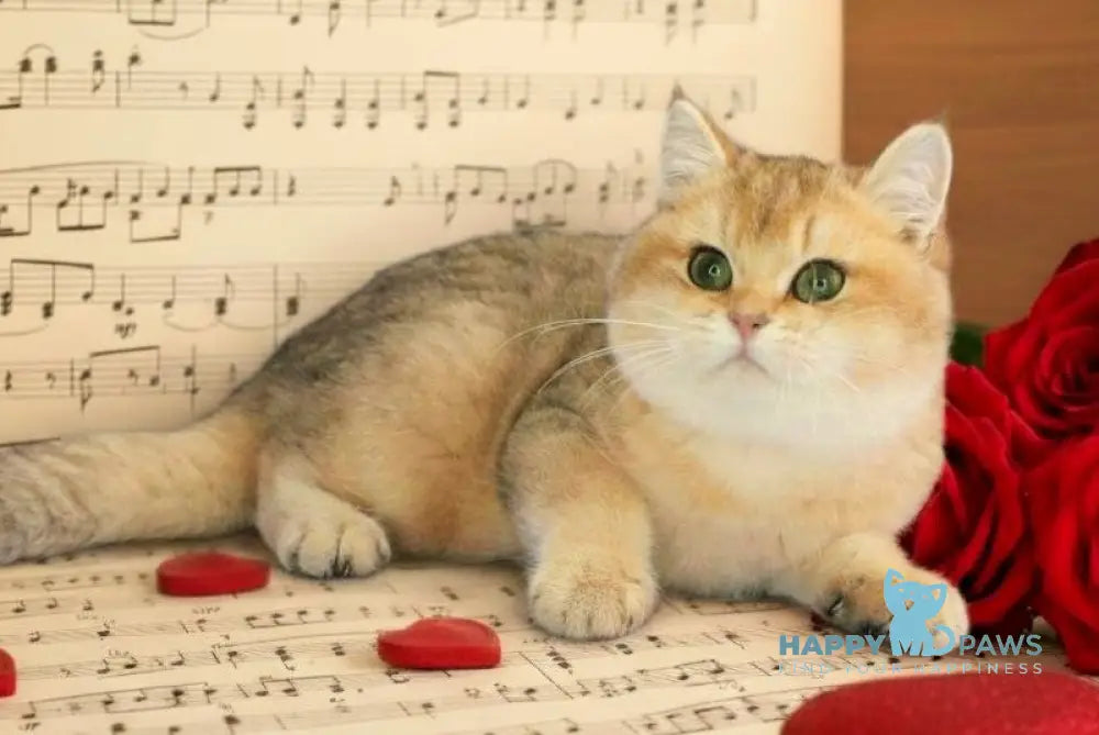 Marsik British Shorthair male black golden shaded live animals