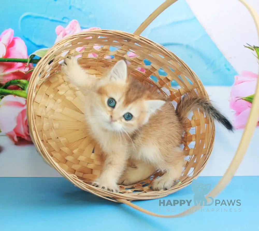 Marsik British Shorthair male black golden shaded live animals