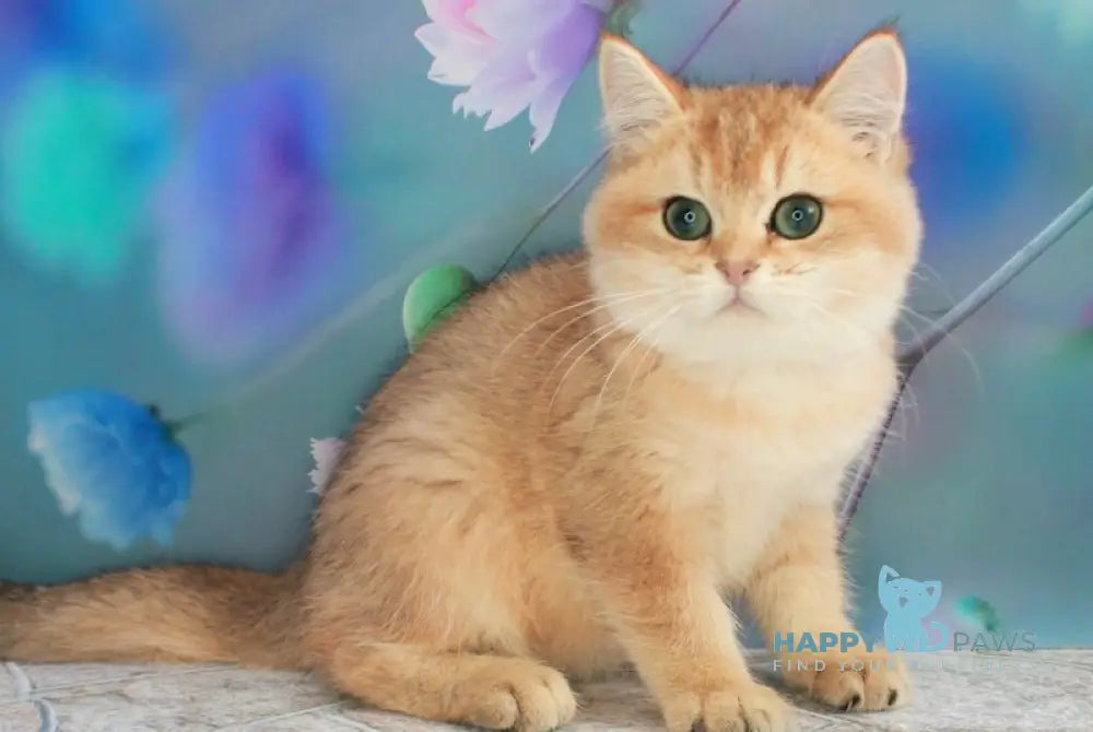 Marsik British Shorthair male black golden shaded live animals