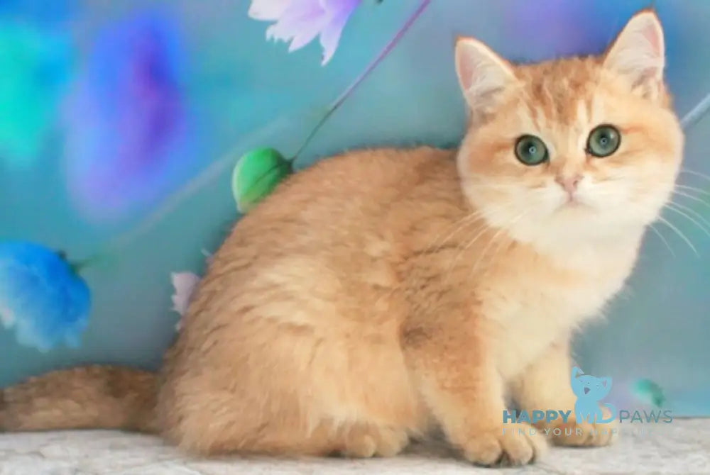 Marsik British Shorthair male black golden shaded live animals