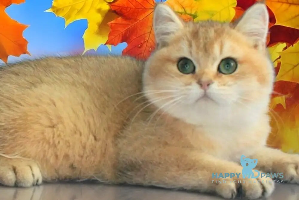 Marsik British Shorthair male black golden shaded live animals