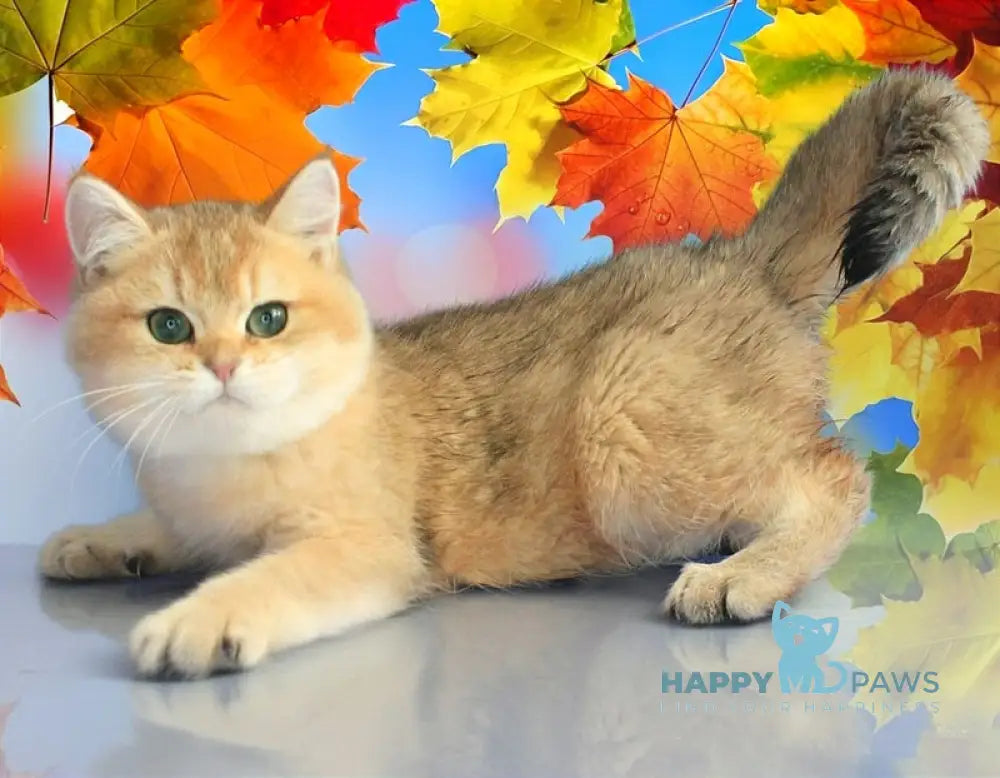 Marsik British Shorthair male black golden shaded live animals