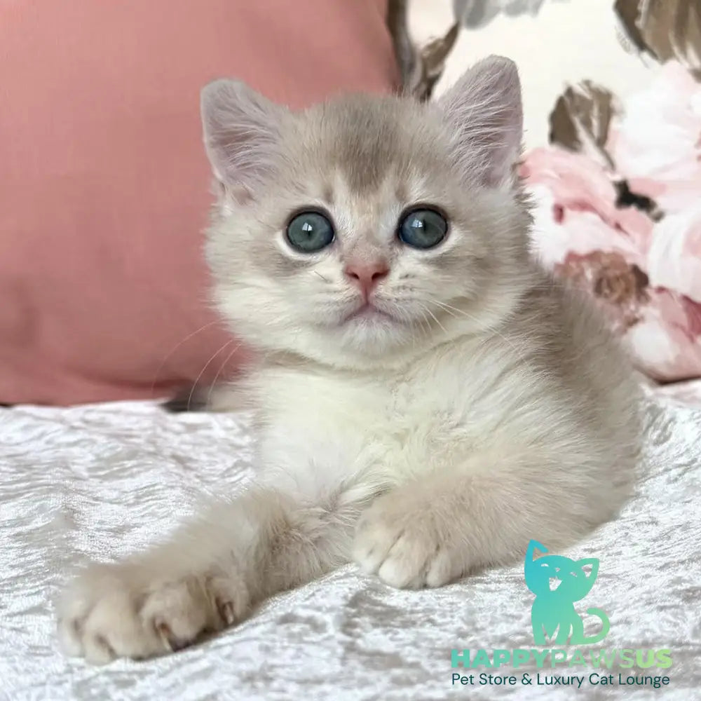 Marsik British Shorthair male blue golden chinchilla - live animals