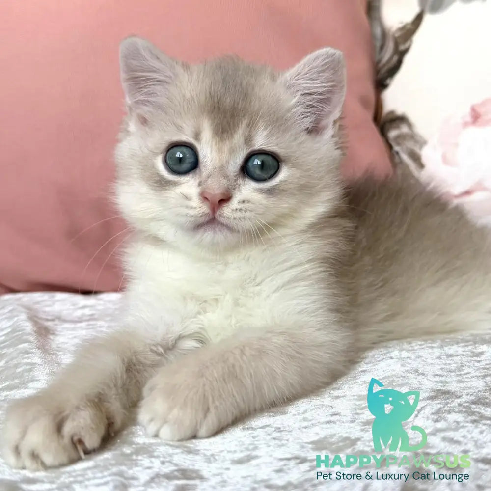 Marsik British Shorthair male blue golden chinchilla - live animals