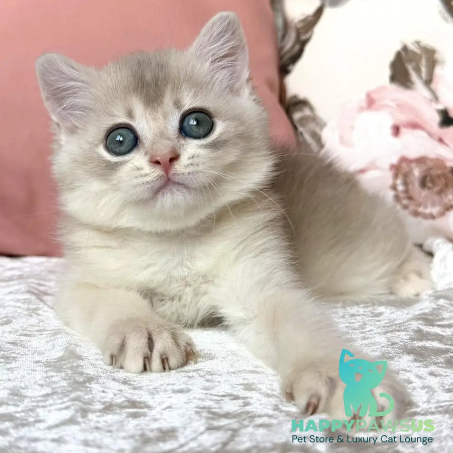 Marsik British Shorthair male blue golden chinchilla - live animals