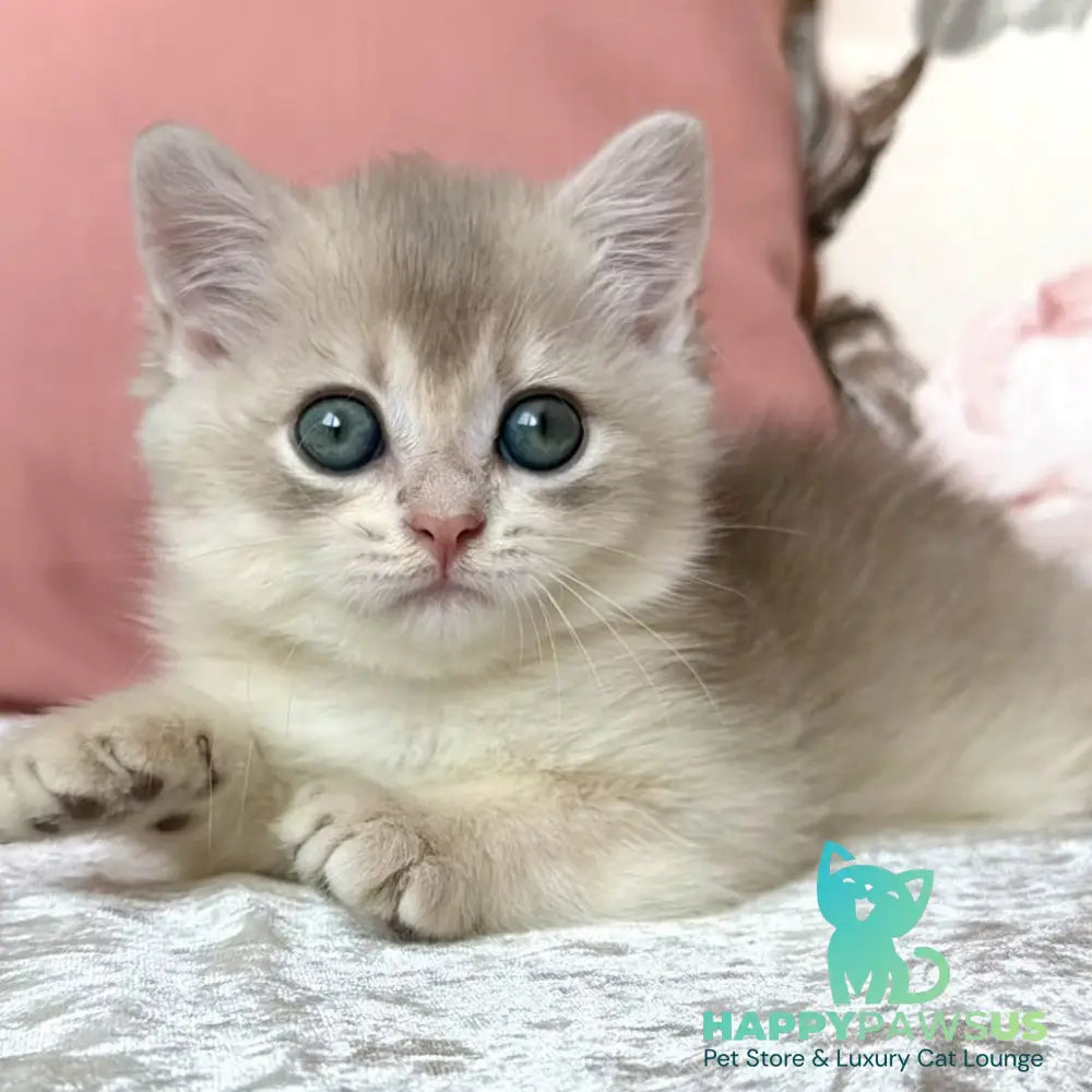 Marsik British Shorthair male blue golden chinchilla - live animals