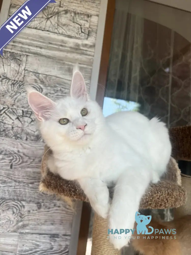 Marsik Maine Coon male white live animals