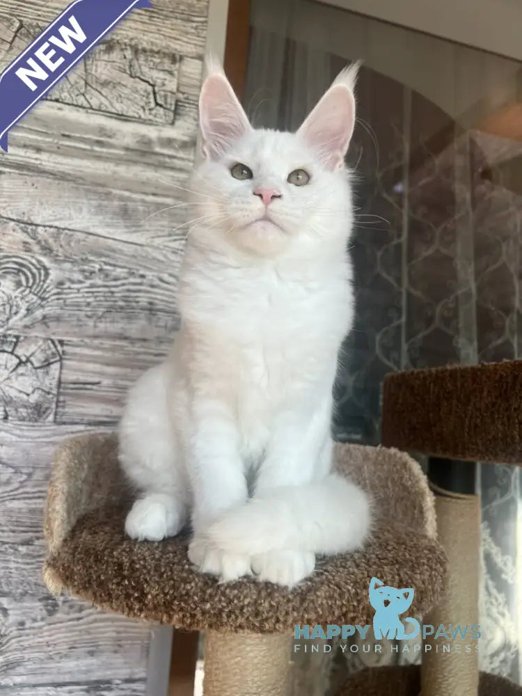 Marsik Maine Coon male white live animals