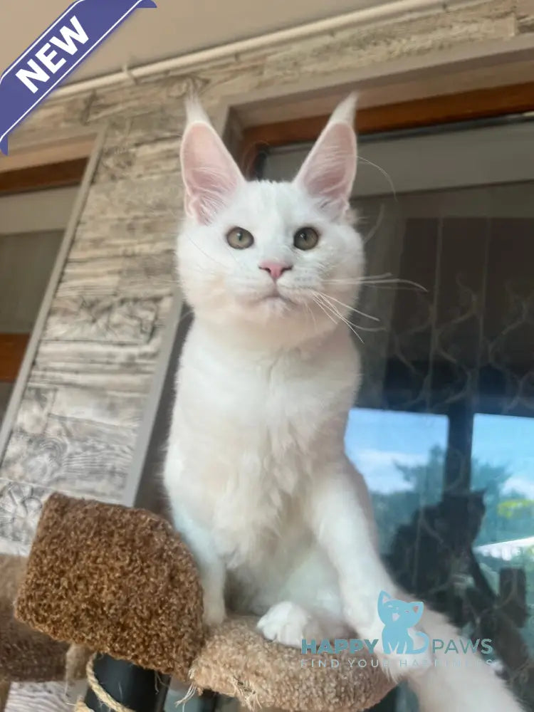 Marsik Maine Coon male white live animals