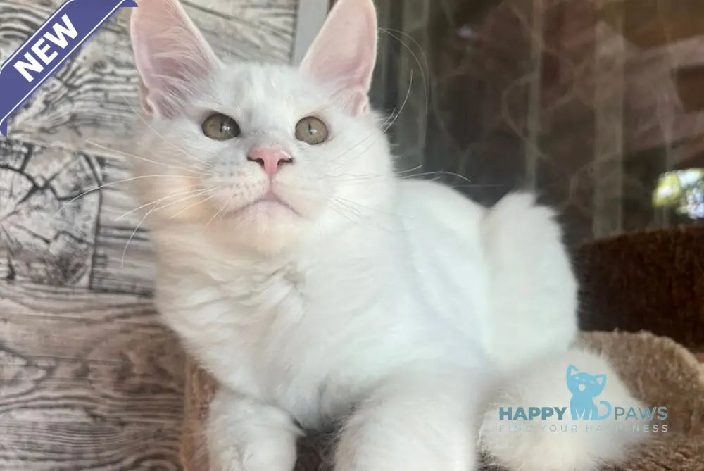 Marsik Maine Coon male white live animals