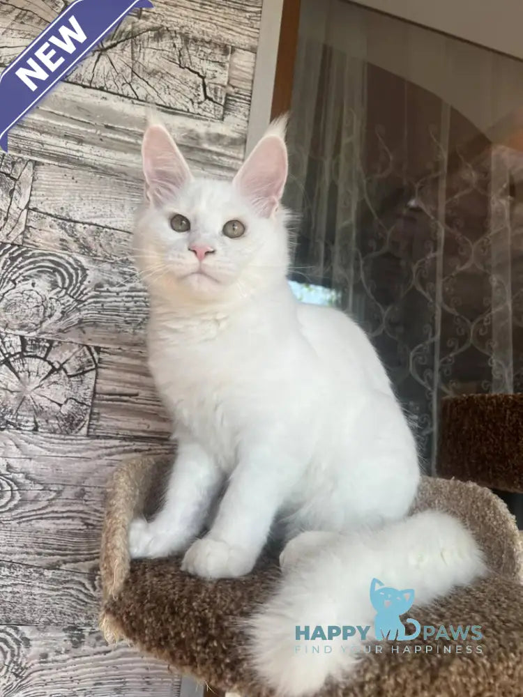 Marsik Maine Coon male white live animals