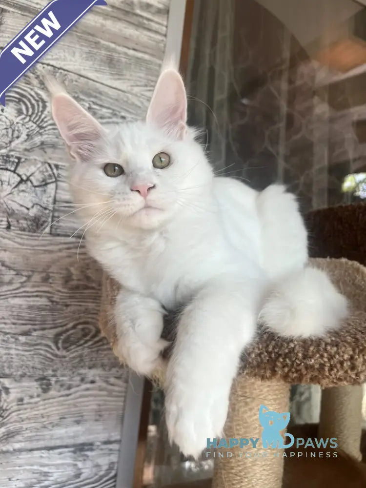 Marsik Maine Coon male white live animals