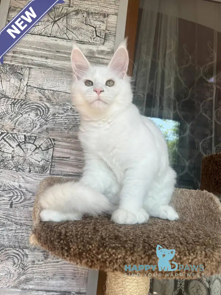 Marsik Maine Coon male white live animals