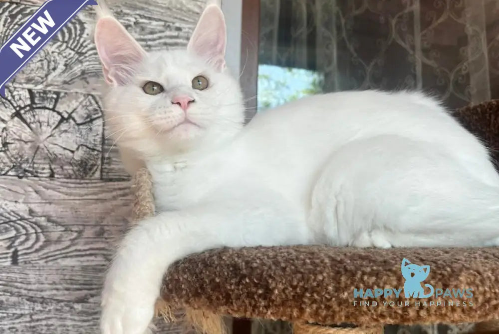 Marsik Maine Coon male white live animals