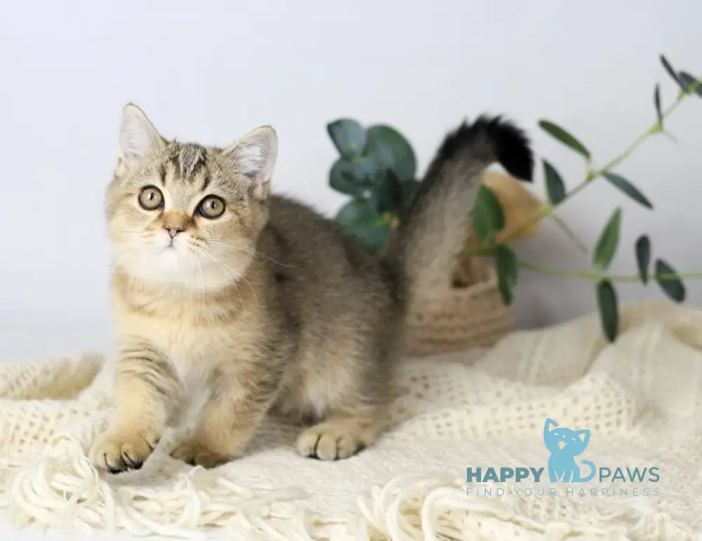 Мarta British Shorthair female black ticked tabby live animals