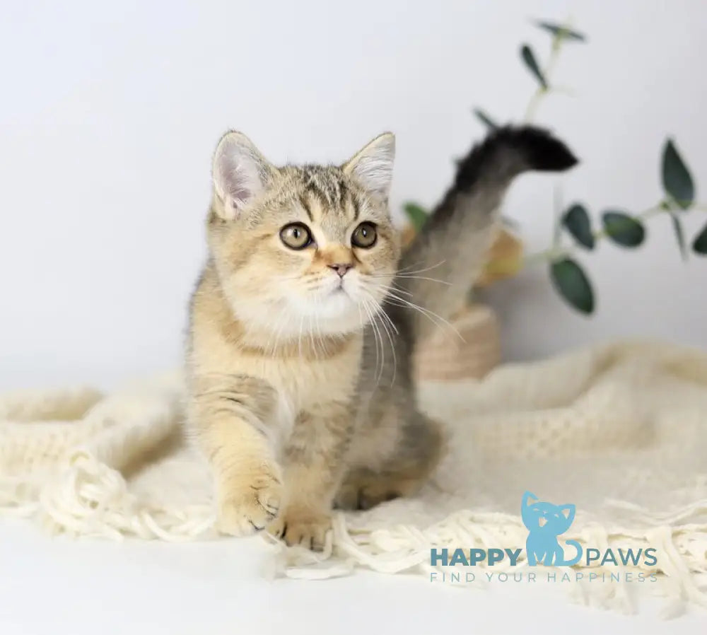 Мarta British Shorthair female black ticked tabby live animals