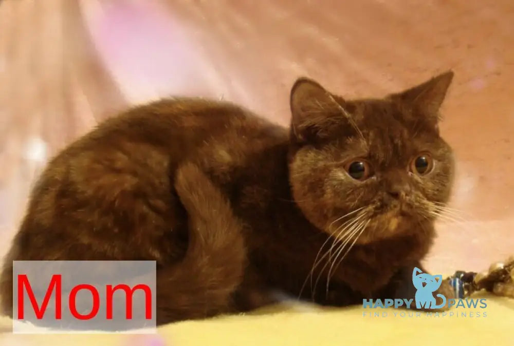 Мarta British Shorthair female black ticked tabby live animals