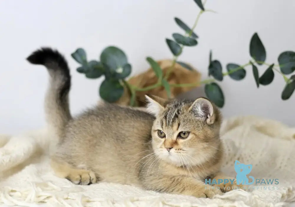 Мarta British Shorthair female black ticked tabby live animals