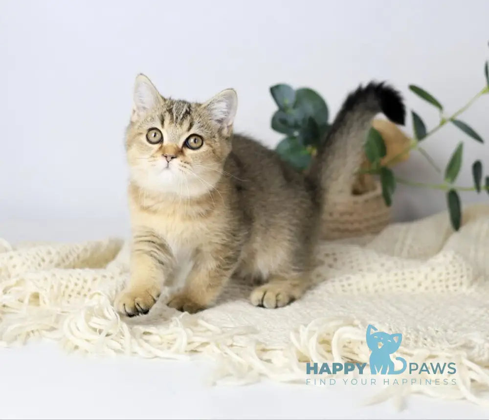 Мarta British Shorthair female black ticked tabby live animals