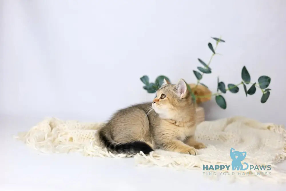 Мarta British Shorthair female black ticked tabby live animals