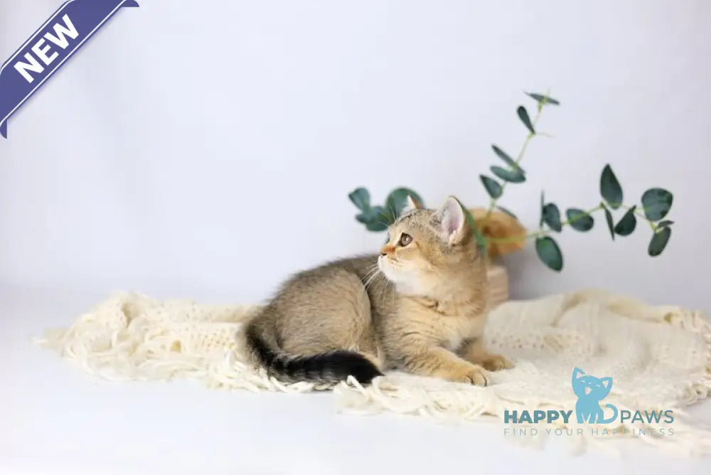 Мarta British Shorthair female black ticked tabby live animals