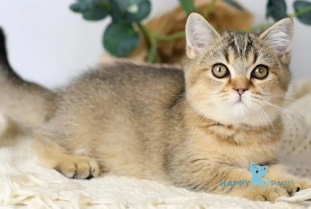 Мarta British Shorthair female black ticked tabby live animals