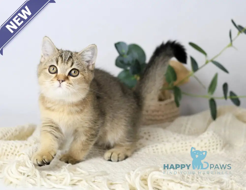 Мarta British Shorthair female black ticked tabby live animals