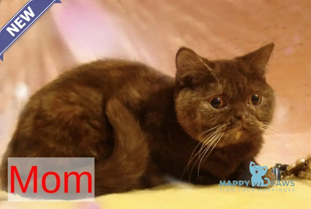 Мarta British Shorthair female black ticked tabby live animals