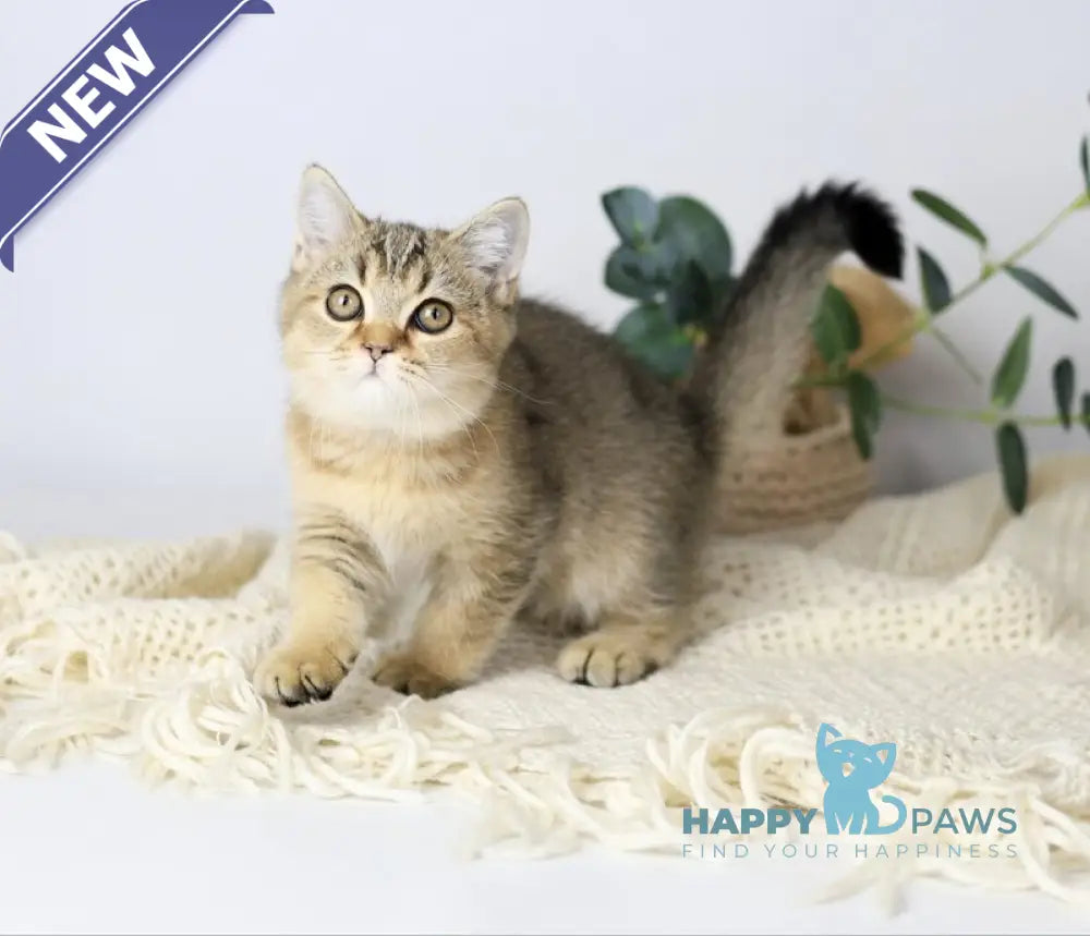 Мarta British Shorthair female black ticked tabby live animals