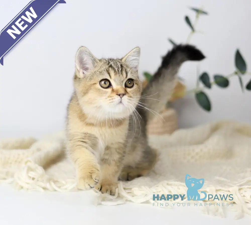 Мarta British Shorthair female black ticked tabby live animals