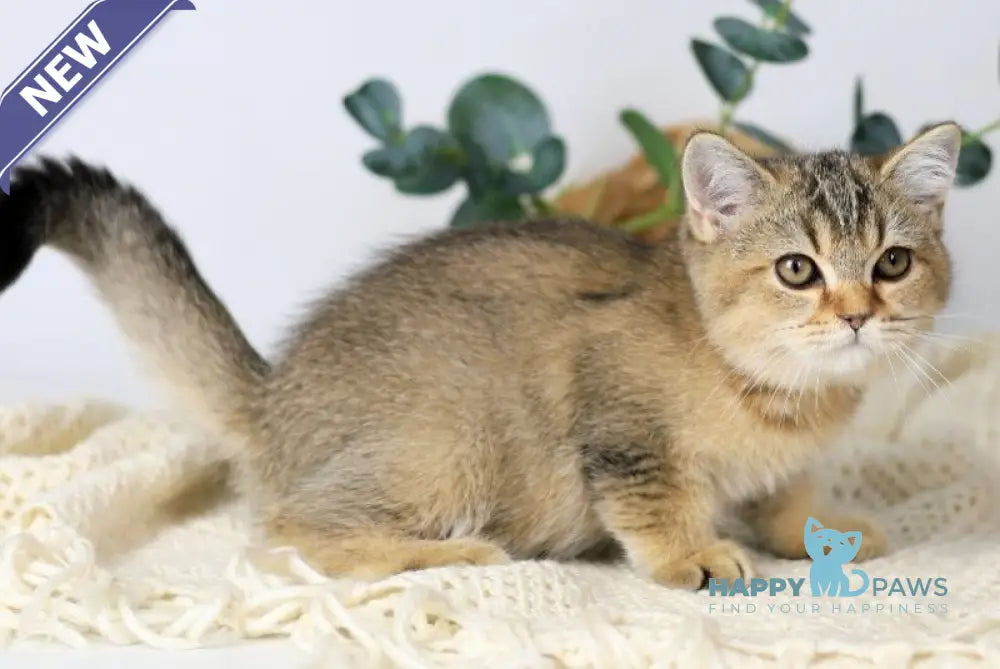 Мarta British Shorthair female black ticked tabby live animals
