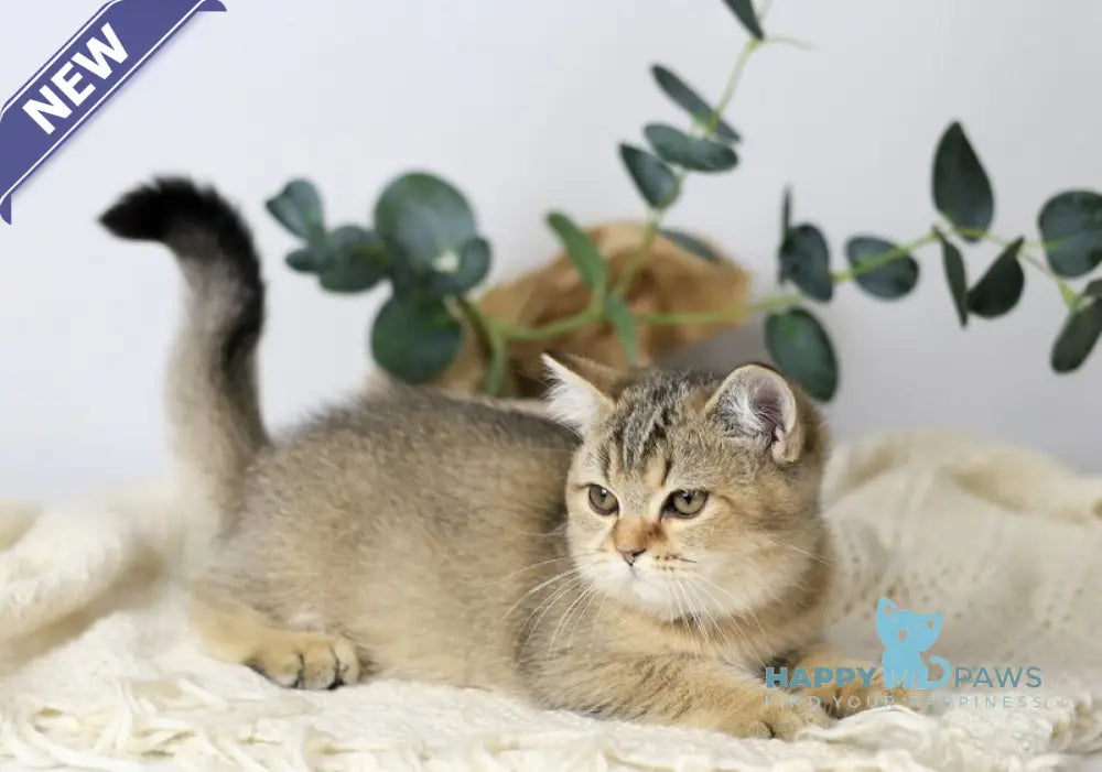 Мarta British Shorthair female black ticked tabby live animals