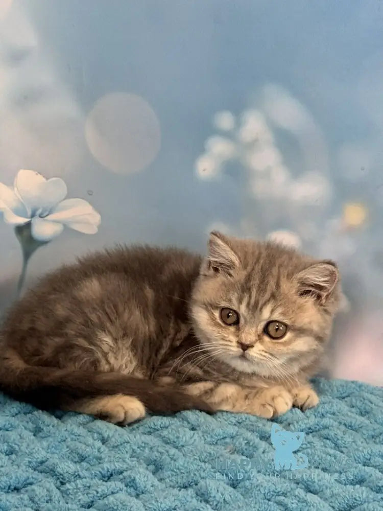 Marta British Shorthair female blue spotted tabby live animals